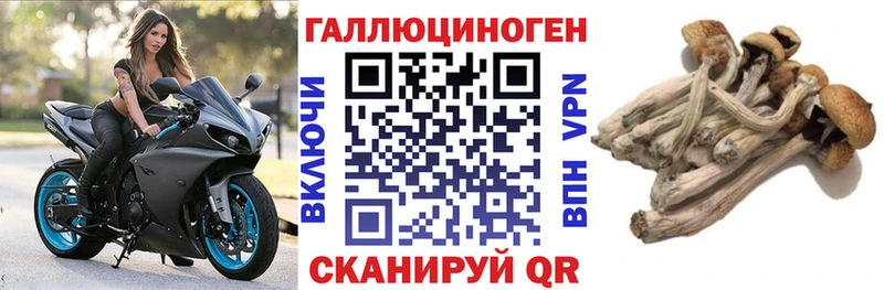 купить закладку  Биробиджан  сайты даркнета официальный сайт  Галлюциногенные грибы Cubensis 